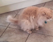 Tổng hợp những khoảnh khắc bị lỗi của đám thú cưng 11