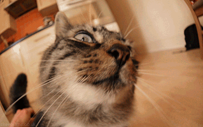 Tổng hợp những khoảnh khắc bị lỗi của đám thú cưng 13