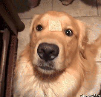 Tổng hợp những khoảnh khắc bị lỗi của đám thú cưng 14