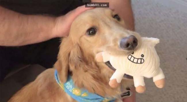 Chú chó buồn rầu vì món đồ chơi ưa thích bị hỏng khiến chủ nhân phải cầu cứu nhà sản xuất
