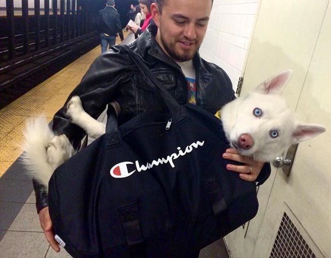 Không được đem chó lớn lên tàu, người dân New York đã xử lý tình huống một cách vô cùng thông minh