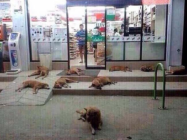 Toàn cảnh chó mèo tập trung đông đúc tại siêu thị để tránh nóng