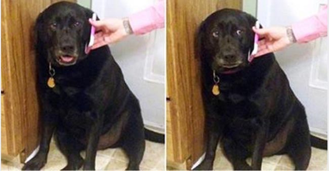 Chó hư quậy phá không nghe lời cô chủ, cô liền cho nó nghe điện thoại của chồng…