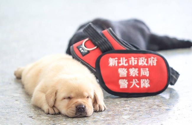 Trước khi “giải cứu thế giới”, các chú chó “đặc nhiệm” nhí này cũng chỉ biết ăn và ngủ