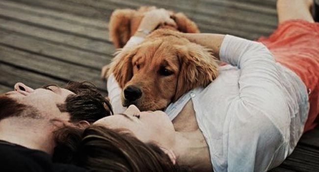 Hà Nội: Cặp đôi chia tay vì cô gái lỡ làm chết cún cưng của người yêu