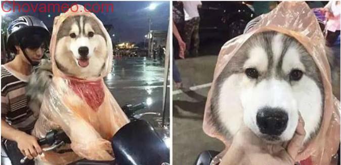 Dừng chờ đèn đỏ, quay sang bên người cạnh, tôi được một phen ôm bụng cười vì hình ảnh này