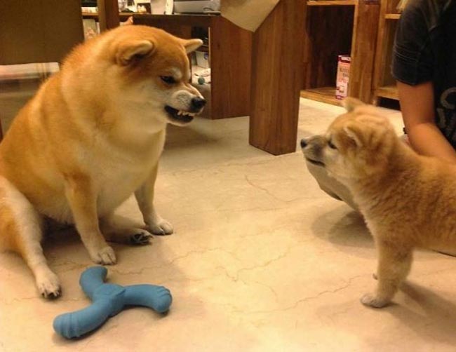 Moja tròn vo bị ‘chê cười’, chủ nhân nói ‘mỗi ngày nó chỉ ăn 1 bữa’, 5 năm trước trông nó thật khác