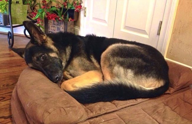 Thắc mắc vì sao chú chó ‘không bao giờ ngủ’, người chủ lặng lẽ tìm hiểu, khi biết lý do họ nghẹn lại