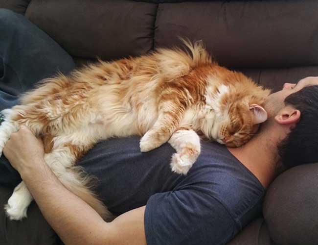 Chú mèo cảnh to nhất thế giới, thậm chí to hơn cả một chú chó chăn cừu