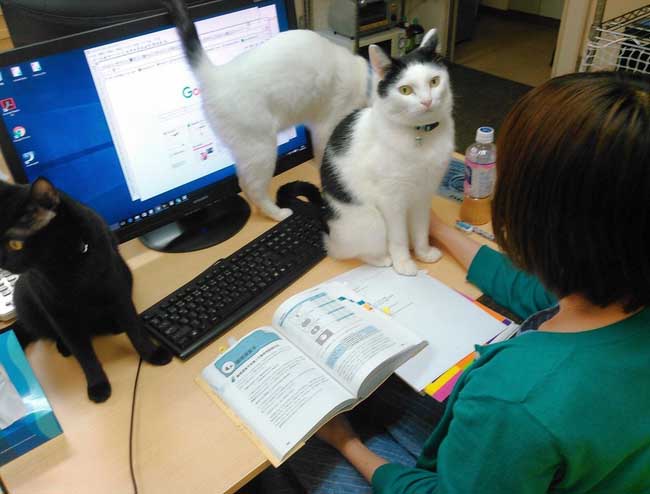 Công ty Nhật Bản thưởng tiền cho các nhân viên nuôi mèo vô gia cư
