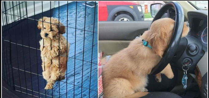 Cười nắc nẻ với 17 chú chó ngây thơ như đến từ hành tinh khác, nhất là số 2