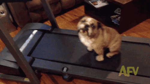 Cười nắc nẻ với 17 chú chó ngây thơ như đến từ hành tinh khác, nhất là số 2 4