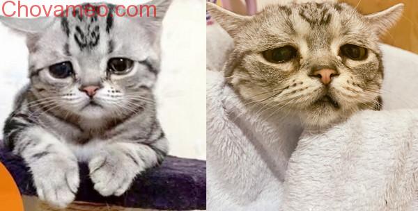 ‘Không cho tôi ăn… Tôi khóc cho xem!’ Chú mèo phóng ra ánh mắt vô tội, dân mạng tan chảy: Cho em tất cả