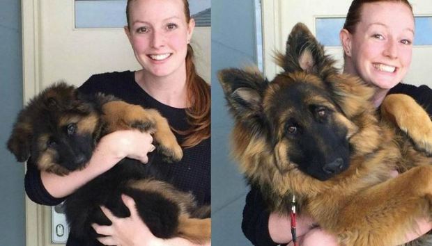 Cô ôm chó cưng chụp ảnh mỗi tháng 1 lần, 8 tháng sau ai nấy ngỡ ngàng