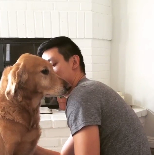 Chủ thì thầm bên tai chó vàng ‘Ta phải đi làm đây!’, phản ứng của nó cực ấm áp, làm tan chảy cư dân mạng