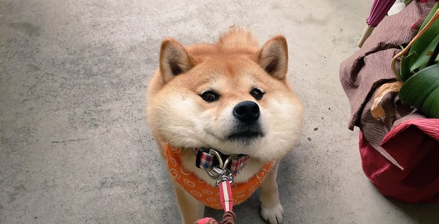 Nàng cún Shiba lầy lội: đã ra đường là không bao giờ chịu về nhà