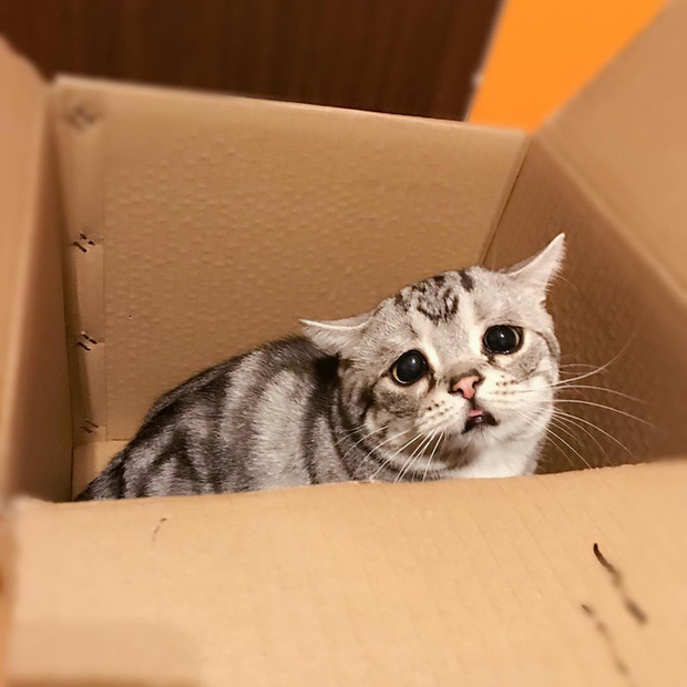 Rụng rời với chú mèo có khuôn mặt buồn rầu ngây thơ vô tội