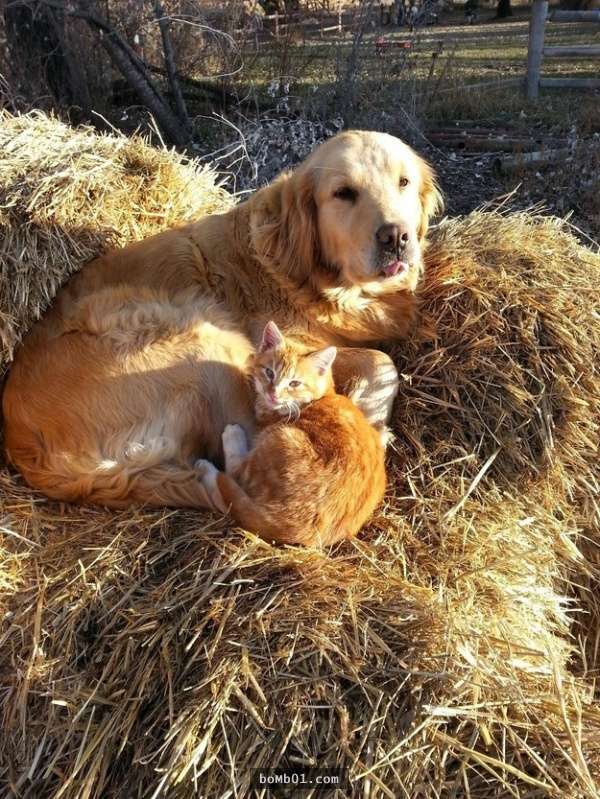 22 bức ảnh ấm áp giải thích vì sao bạn nên nuôi chó ngay bây giờ, #4 cùng chủ nhân đi khắp thế gian