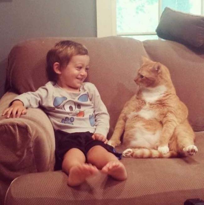 Kêu oan cho mèo: chúng nó không chảnh chọe, ghét người như bạn vẫn nghĩ đâu