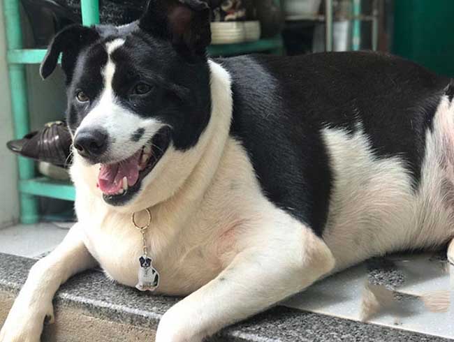 Chú chó béo như heo ở Sài Gòn đòi “ăn cả thế giới”