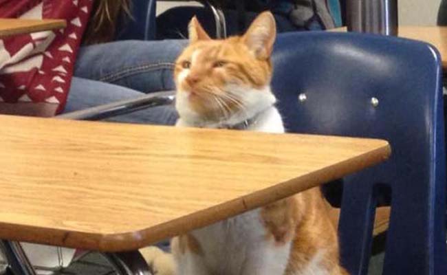 Chú mèo được cấp thẻ học sinh do chăm chỉ “đến lớp”