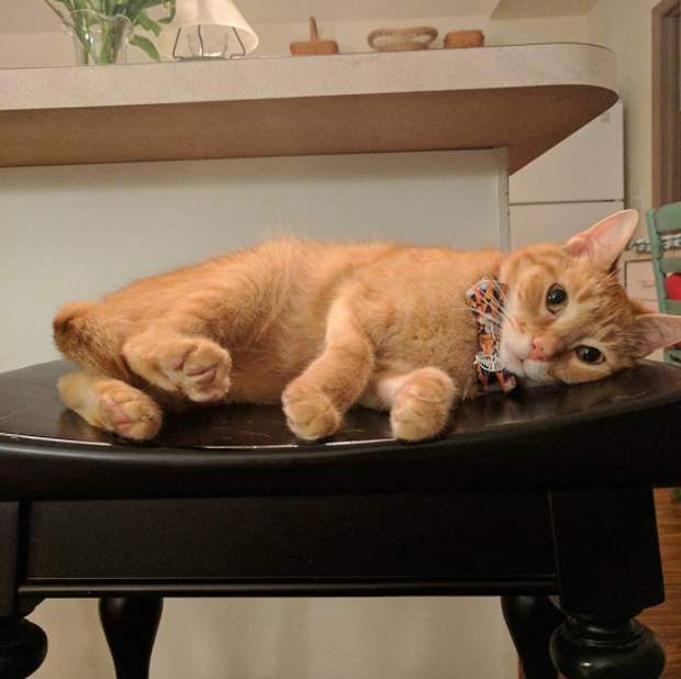 15 chú mèo bảnh trai ăn diện nhất trong ngày quốc tế mèo