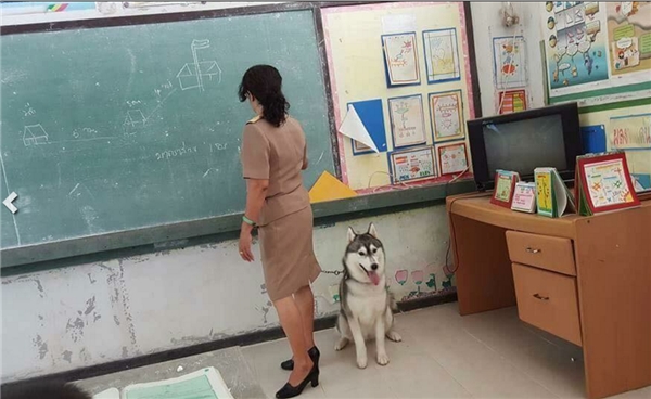 Cộng đồng mạng phát sốt với chú cún cưng ngoan ngoãn “theo mẹ đi dạy”