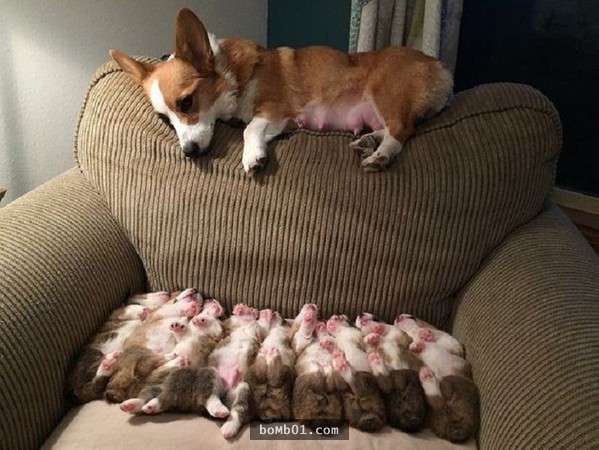 12 bức ảnh chó mẹ ‘sợ cảnh cho con bú’ khiến ai xem cũng không thể nhịn cười