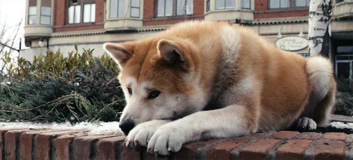 Câu chuyện thật cảm động về cuộc đời chú chó Hachiko