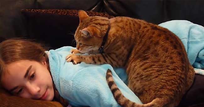 Giải mã 5 hành động thể hiện tình yêu của chú mèo nhà bạn