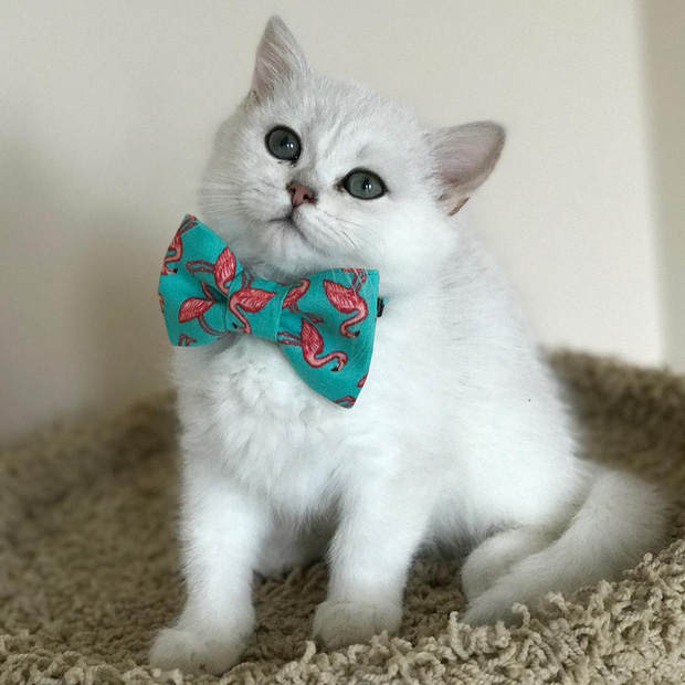 15 chú mèo bảnh trai ăn diện nhất trong ngày quốc tế dành cho mèo