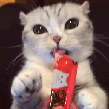 mèo người mèo mắt lớn nhất thế giới sẽ không đầu hàng trở thành "mèo nô lệ"! # 2 nhìn này bạn đứng? ! (30)