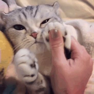 mèo người mèo mắt lớn nhất thế giới sẽ không đầu hàng trở thành "mèo nô lệ"! # 2 nhìn này bạn đứng? ! (30)