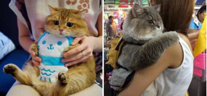 25 bức ảnh cho thấy trong thế giới loài mèo béo ú mới là dễ thương nhất