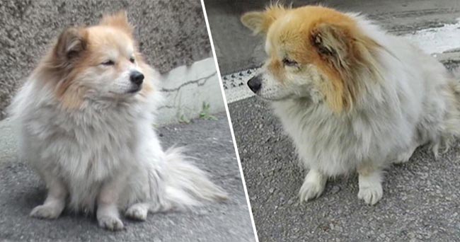 Suốt 3 năm lặng lẽ đợi chủ nhân ở đầu ngõ, chú chó không biết bà cụ đã không thể quay về…