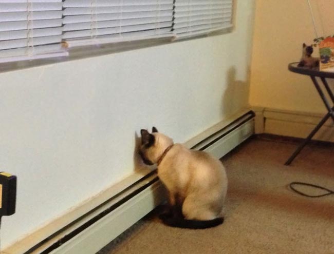 16 con mèo “té giếng” cần được trả đĩa bay để rời khỏi Trái Đất ngay lập tức