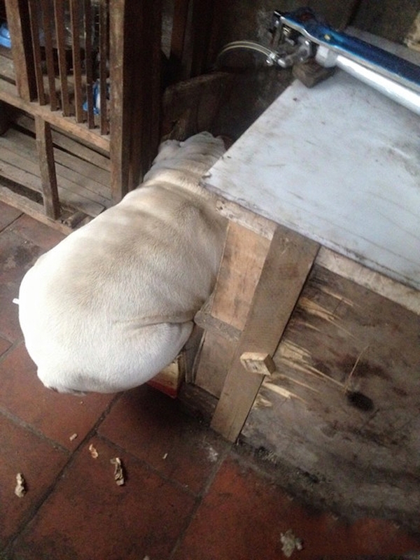 Dân mạng phát cuồng chú chó béo phì mặt mông thích chui rúc xó bếp