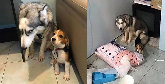 Hai chú chó cực đáng yêu bị phạt vì tội bày bừa hút like Facebook