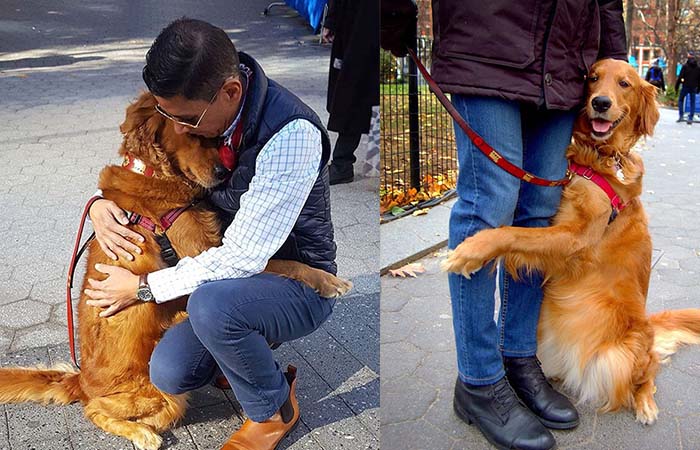 Cô chó Golden đáng yêu mắc bệnh gặp ai cũng ôm chặt không rời