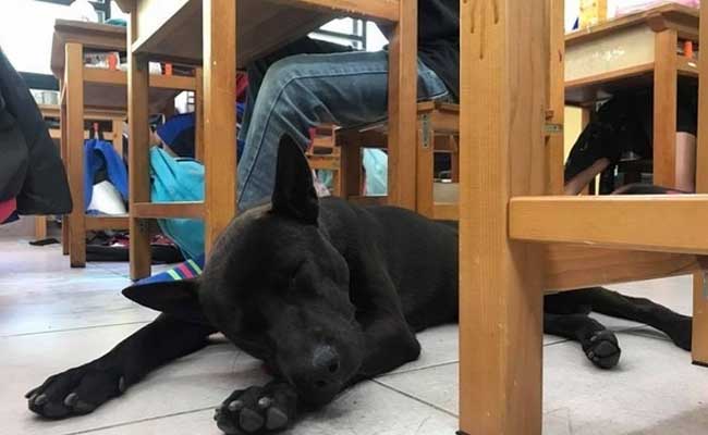 Chú chó hoang  siêu lầy lội vì chui vào lớp ăn, ngủ và học ké