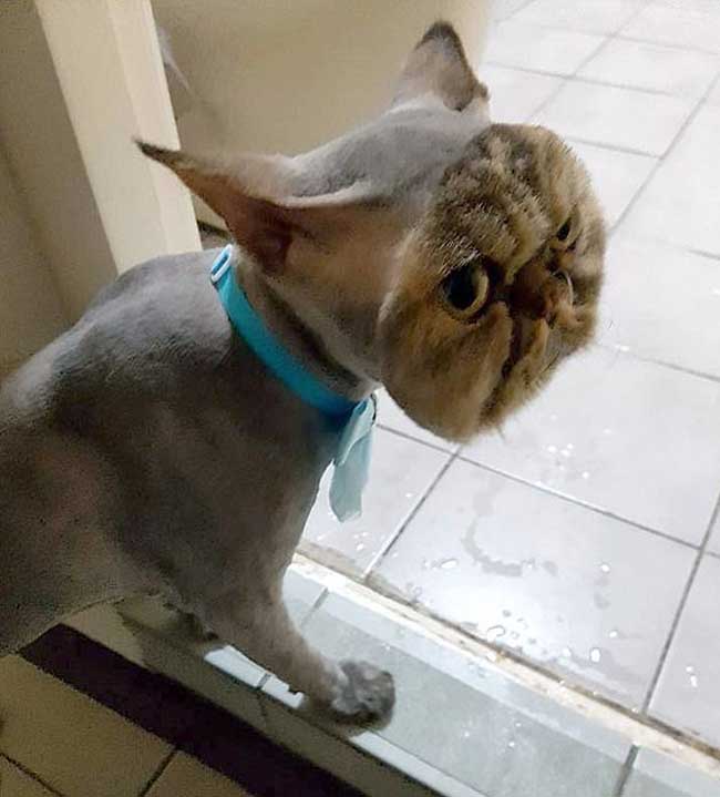 Không nhịn nổi cười với chú mèo đang cạo lông thì nhà mất điện