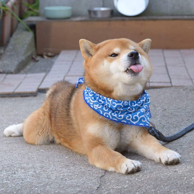 Gặp gỡ chú chó shiba có bộ mặt diễn sâu nhất quả đất