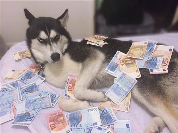 Em Husky nổi với vẻ mặt bị phản bội kiếm gần 600 triệu học phí cho chủ