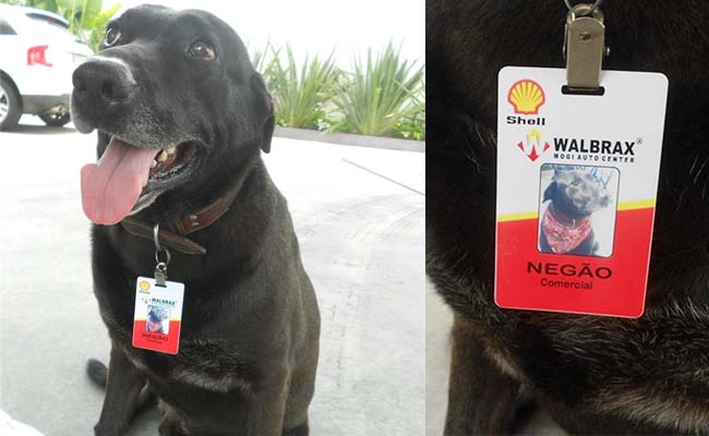 Chú chó Labrador bị chủ bỏ rơi bỗng dưng nhận được việc làm tự nuôi bản thân