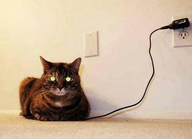 20 boss mèo có hành động bất thường khiến con sen nào cũng hết hồn