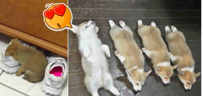 26 cún con lăn đùng ra ngủ quá đáng yêu, chủ nhân không nỡ đánh thức, #1 kiểu ‘gà quay’