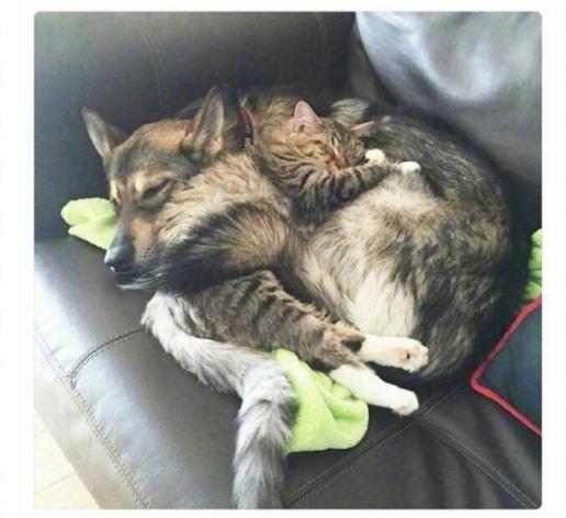 12 bức ảnh ấm áp khi nuôi thú cưng, #6 đáng yêu đến mức khiến chủ nhân muốn… xỉu