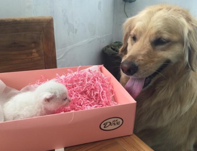 Chú chó mang về nhà 1 bé mèo, chủ nhân nói đùa: ‘Tự mình chăm sóc lấy mèo con nhé’, không ngờ nó thực sự…