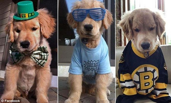 Chú chó mù chiếm trọn trái tim của hàng triệu người trên thế giới