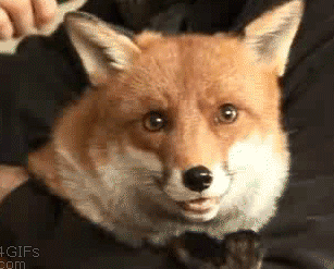 16 chú cáo với những cử chỉ dễ thương đốn tim người nhìn 8